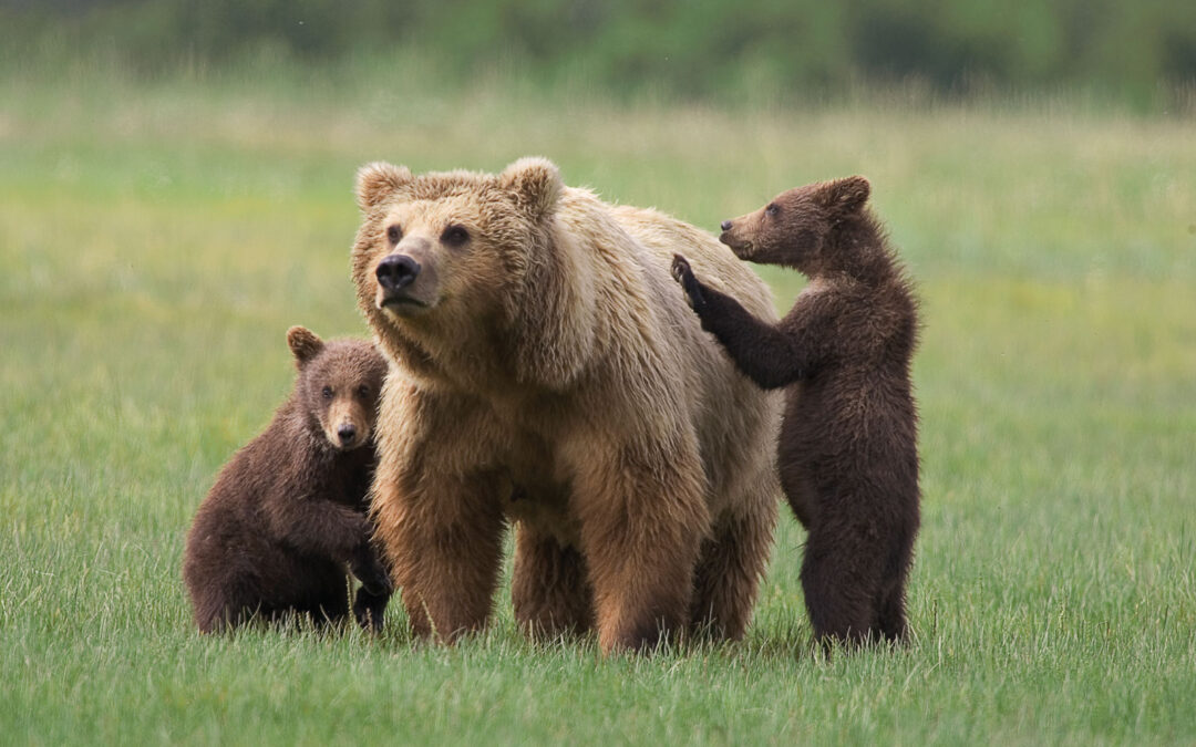 The Mama Bear Movement and the Sweet Taste of Victory for our Children