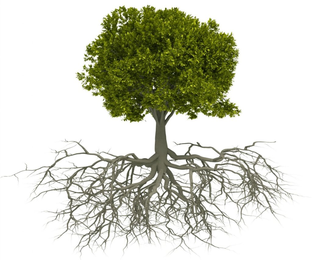 tree roots 1